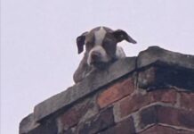 Not where one would expect to find a puppy: Firemen deployed to top of chimney of abandoned house