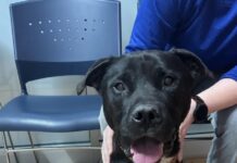 Dumped at Chicago shelter, sweet dog’s owner ‘too busy’ to fill out information sheet