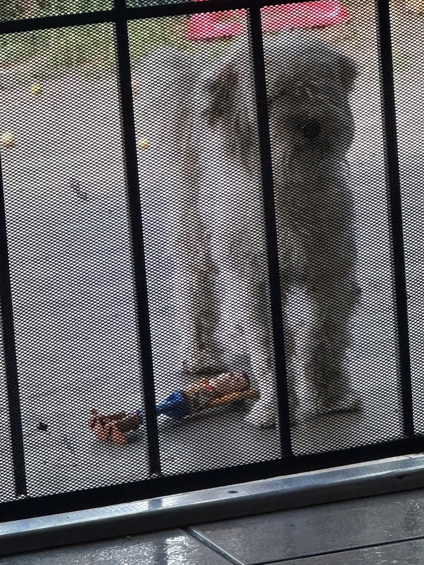 Saddest dog stood on street corner and howled waiting for someone who would never come back Saddest dog stood on street corner and howled waiting for someone who would never come back