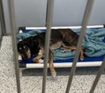 Senior pup surrounded by chaos in busy shelter ‘just short of giving up’ Senior pup surrounded by chaos in busy shelter ‘just short of giving up’