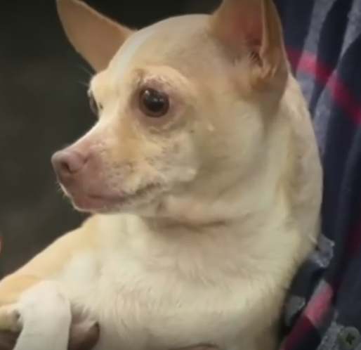 Chihuahua helps save family from house fire