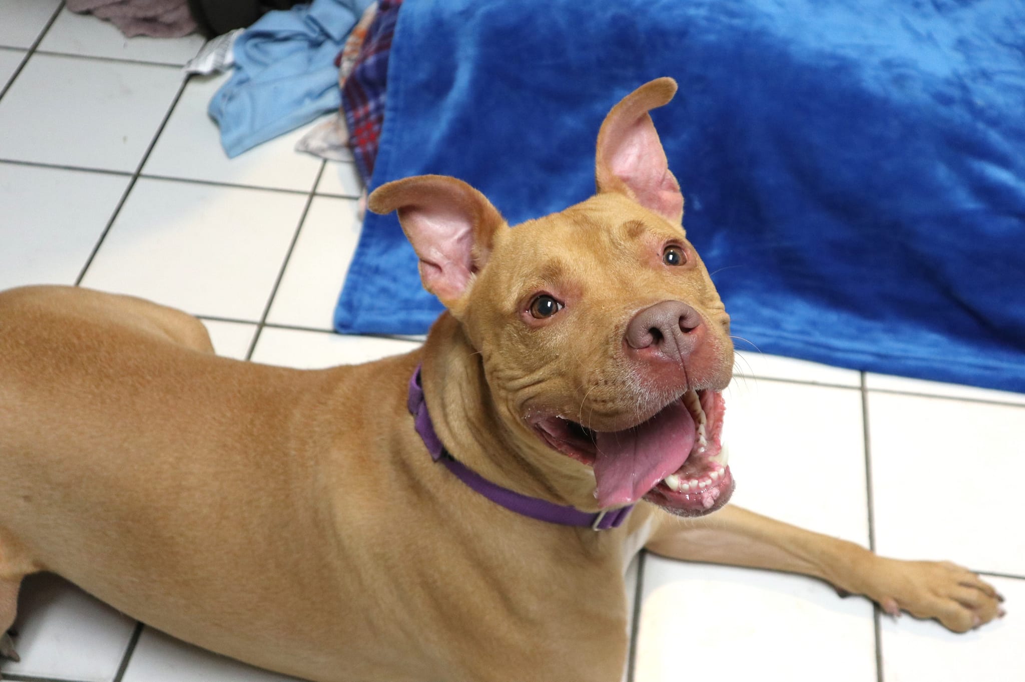 Dog adopted and returned twice in just days through no fault of her own after being at shelter nearly 2 years Dog adopted and returned twice in just days through no fault of her own after being at shelter nearly 2 years
