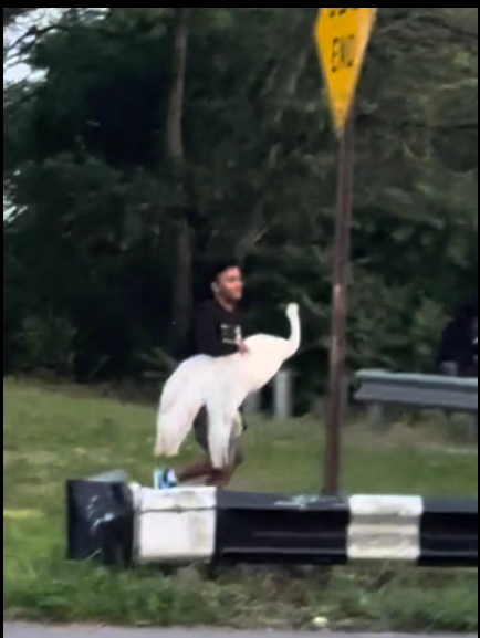 Three people arrested for allegedly stealing a swan from Howard Beach Three people arrested for allegedly stealing a swan from Howard Beach
