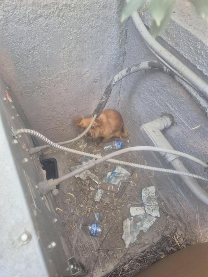 Scared and abandoned tiny dog hid under storage container for 3 weeks surviving on water from slow drip of leaky hose