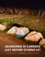 Abandoned pet carrier wedged between rocks contained small, white scruffy pup