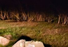 Abandoned pet carrier wedged between rocks contained small, white scruffy pup