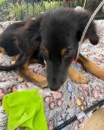 Weeks ago Stormzy had been hit by a car thought never to survive or walk again, but he proved EVERYONE wrong