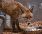 Stowaway fox traveled on ship from England to New York recuperating at Bronx Zoo