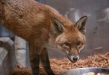 Stowaway fox traveled on ship from England to New York recuperating at Bronx Zoo