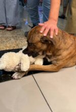 Stray pup pilfers teddy bear toy from store and customers pitch in and buy it for him Stray pup pilfers teddy bear toy from store and customers pitch in and buy it for him