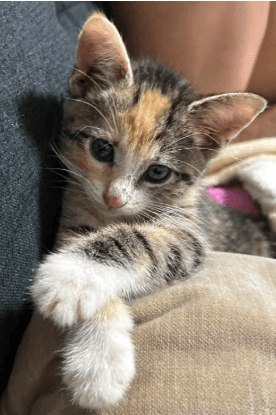 Stray kitten ran onto NYC subway endearing internet adopted by commuter