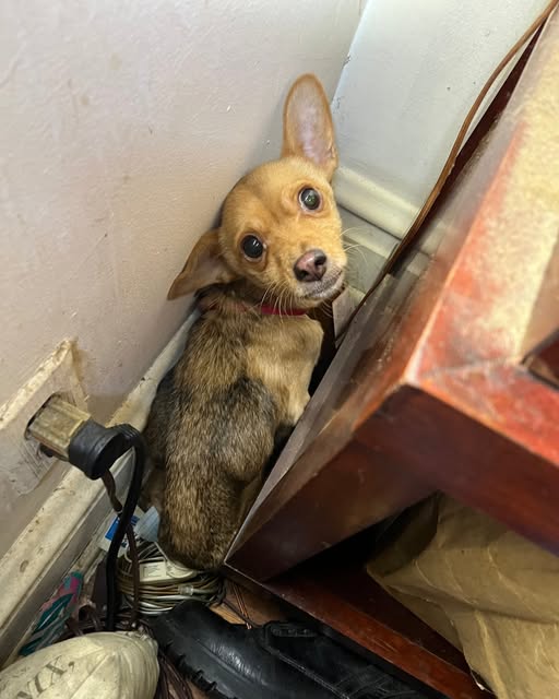 One surviving dog found during heart wrenching discovery of vacated house with all belongings left behind