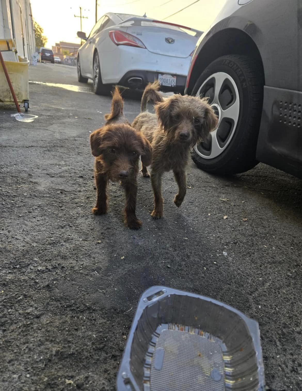 Bonded puppies abandoned behind strip mall stayed together protecting each other until help finally arrived