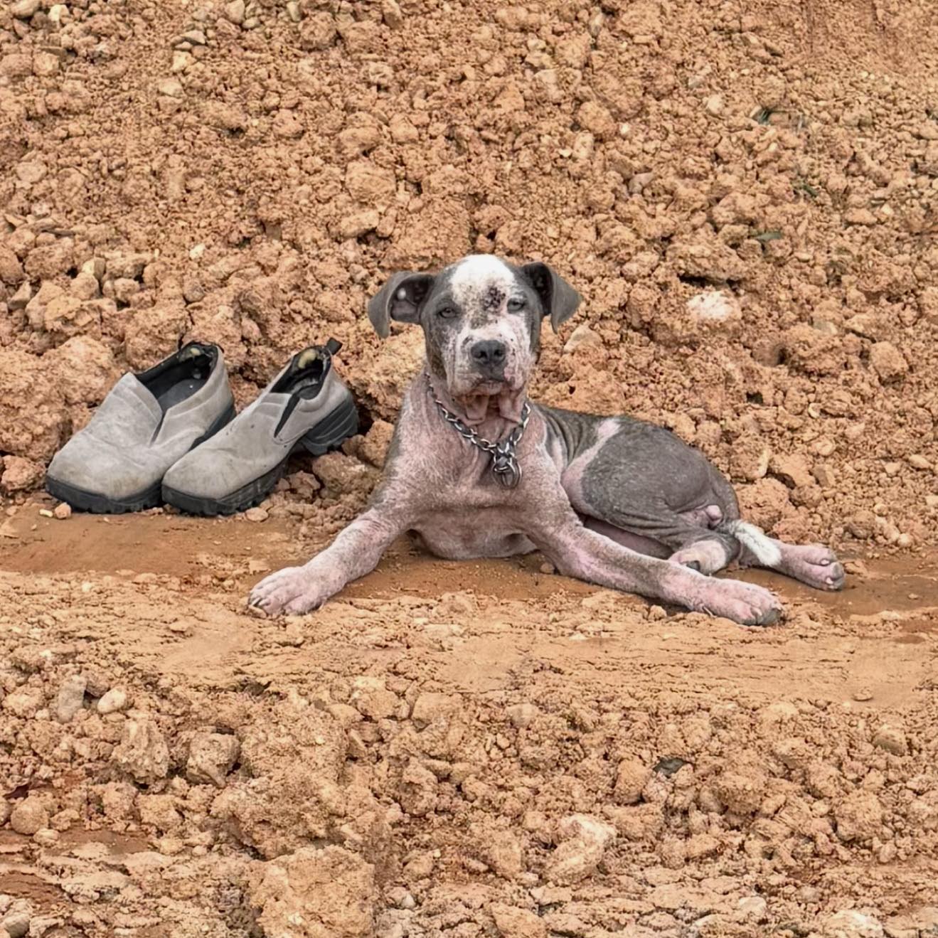 Meet Sugar Belle: Heartbreaking discovery of 6 month old puppy abandoned at Mississippi construction site Meet Sugar Belle: Heartbreaking discovery of 6 month old puppy abandoned at Mississippi construction site