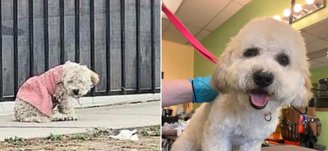 Saddest dog who waited for days on corner of street in her filthy pink dress now living the life of a princess
