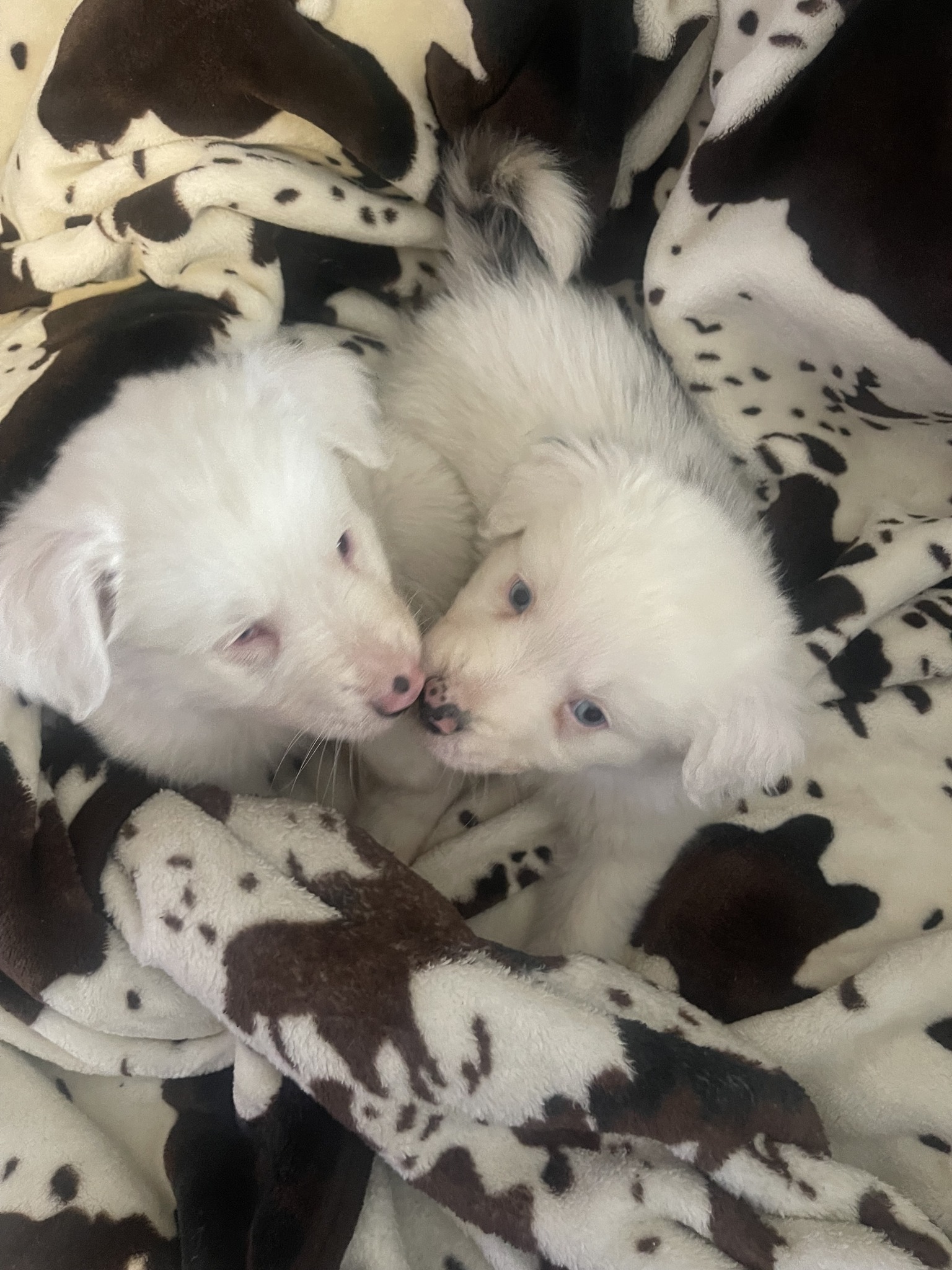 Heartbreaking: Only 2 tiny shepherd puppies survived after owner’s heartless action
