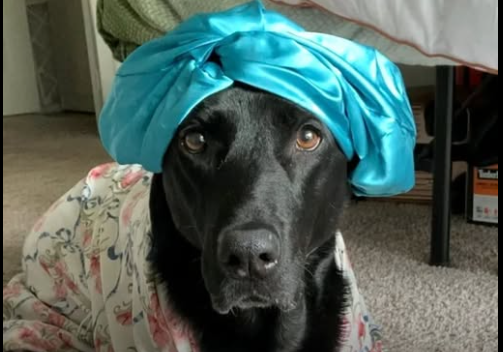 Social media star black Lab ‘Sundae’ who loved to dress up died after brave cancer battle