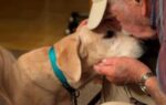 Heartbreaking: Lost Labrador retriever reunited needs home as 93-year-old owner moves to assisted living Heartbreaking: Lost Labrador retriever reunited needs home as 93-year-old owner moves to assisted living