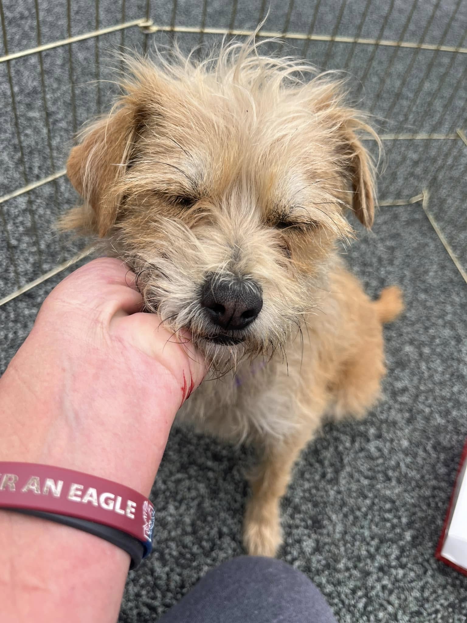 Abandoned on jogger trail tiny loyal dog waited 3 weeks in same spot for her owner’s return