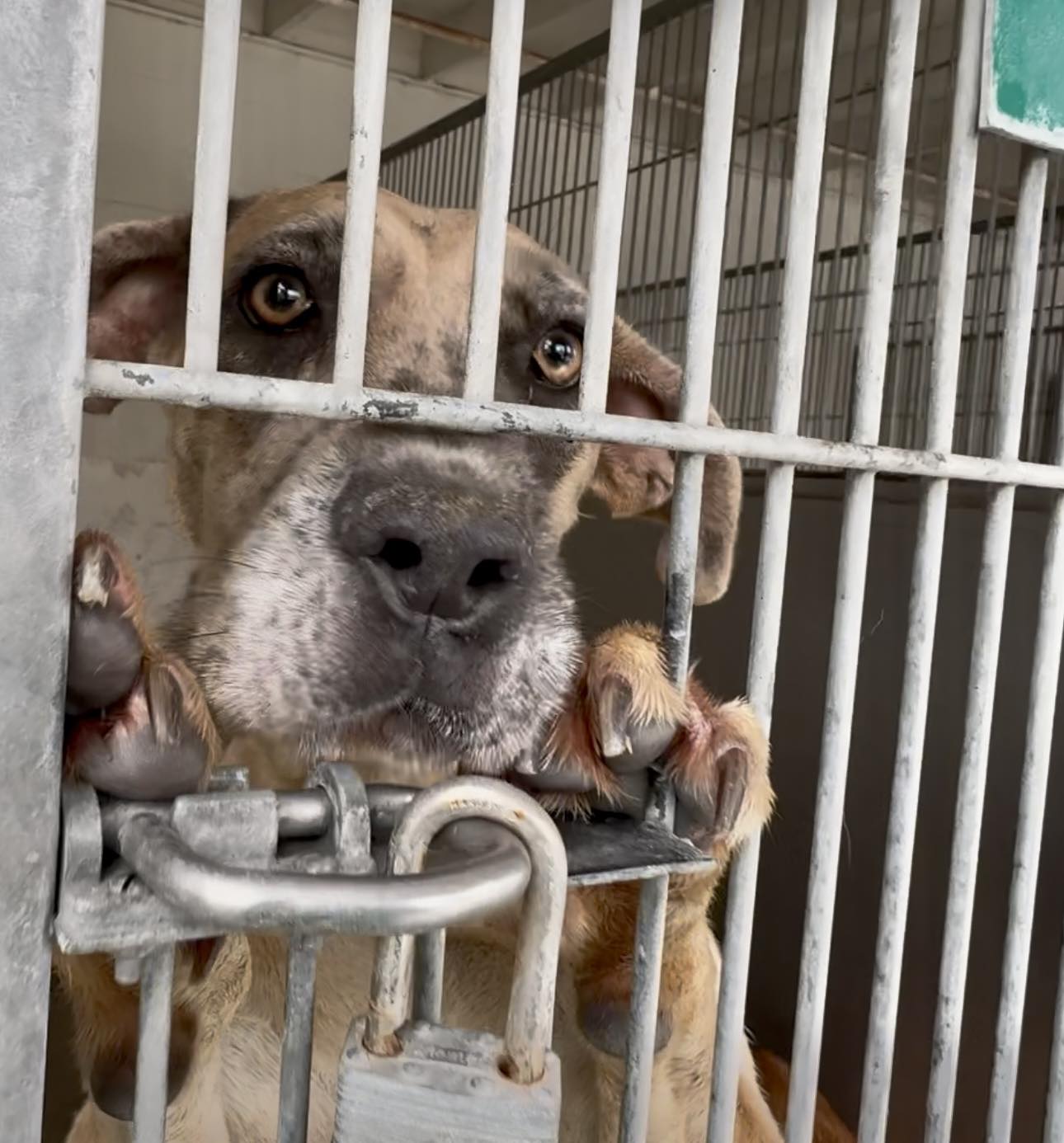 Young Great Dane at California shelter ‘has a cold’ and in need of urgent rescue