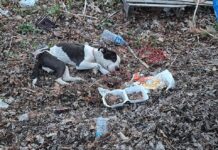 Advocate and hero police officer rescued badly injured pup found lying amid trash and debris