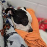 Saddest update on badly injured dog rescued by Detroit’s hero police officer