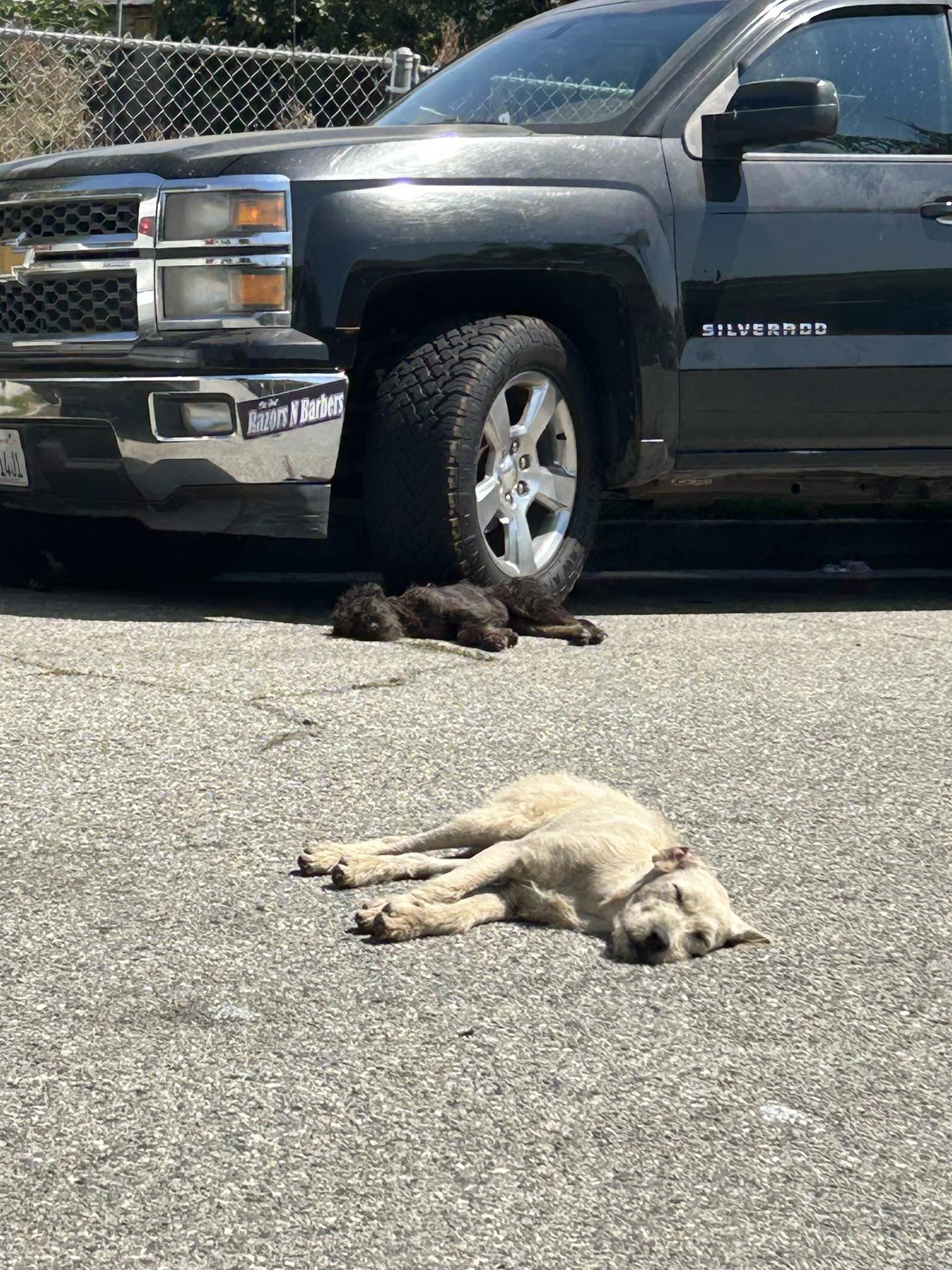 Heartbreaking: 4 Labradoodles dumped in scorching heat waited day after day for their owner to return Heartbreaking: 4 Labradoodles dumped in scorching heat waited day after day for their owner to return