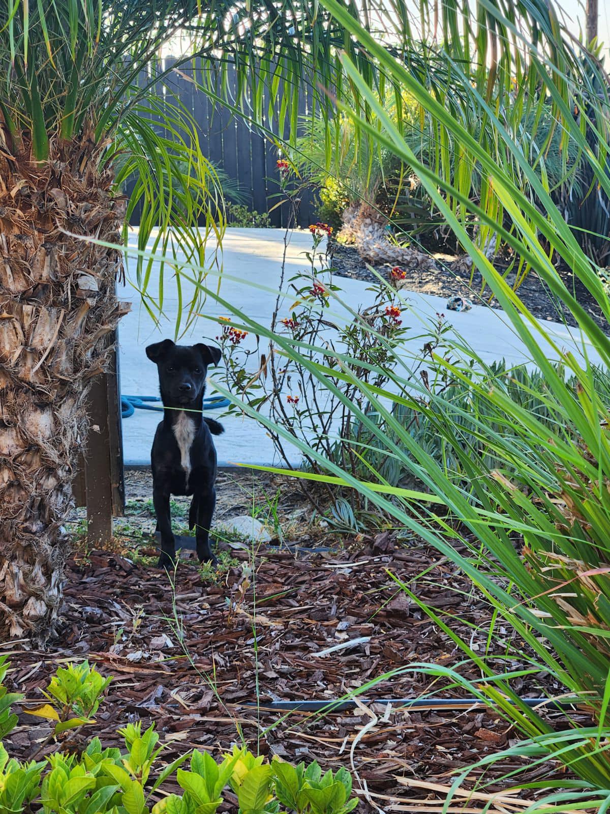 Smallest survivor dumped in hills of Los Angeles hid from everyone until fate stepped in