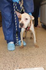 Abandoned pup limped up to back door of home whimpering for help and refusing to leave