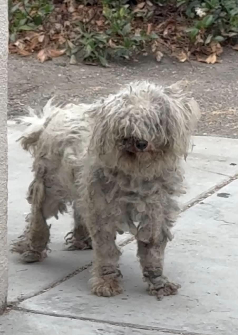 Heartbreaking stray heavily pregnant roamed aimlessly for weeks until help arrived Heartbreaking stray heavily pregnant roamed aimlessly for weeks until help arrived