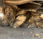 Humans failed this dog for years until kindest couple spotted him under a car Humans failed this dog for years until kindest couple spotted him under a car