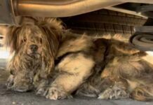 Humans failed this dog for years until kindest couple spotted him under a car