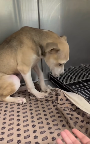 Shelter puppy who ducked his head in fear adopted by woman who flew over 1100 miles to meet him