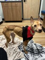 Four years after dog adopted from shelter hearts broke at her condition when returned