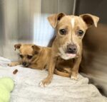 Surrendered to Texas shelter frightened dogs may leave this world together without help