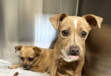 Surrendered to Texas shelter frightened dogs may leave this world together without help