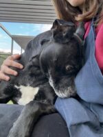 Two dogs cuddled in kennel as 2 tails wagged when visitors walked by and 2 hearts leaned into shelter life until one passed away