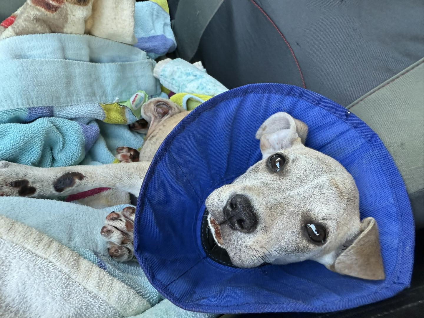 Woman arrested for dragging dog along street by vehicle: Pup making slow recovery Woman arrested for dragging dog along street by vehicle: Pup making slow recovery