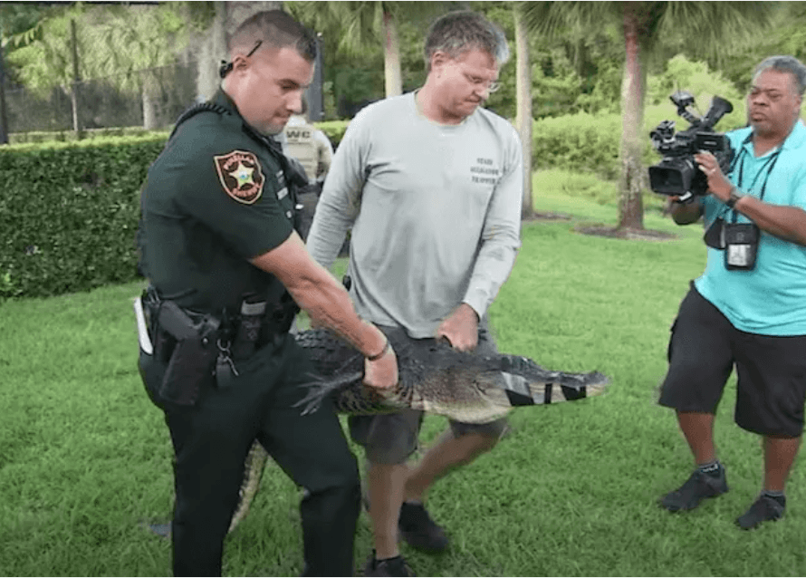 Tampa Bay alligator
