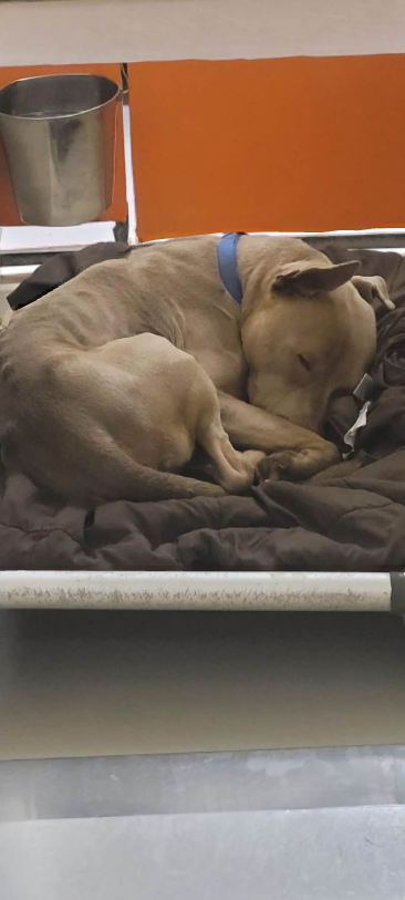 Heartbreaking: Kindest pup sleeps soundly unaware this might be his last sunrise