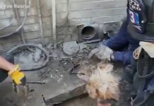 Mischievous Yorkie playing hide and seek under porch needed local firemen to rescue him