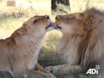 Two circus lions overcame the impossible in Valentine’s Day love story paves way for new lives