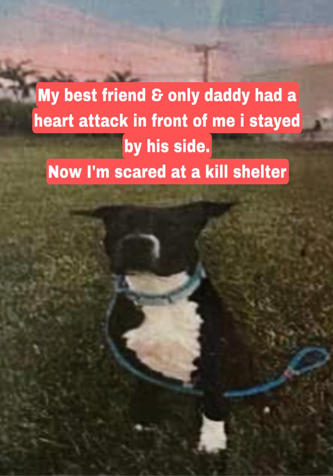 Loyal dog remained by his owner’s side comforting him during fatal heart attack now slated to die at shelter