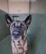 Nearing end of line for amazing German shepherd Taylor Sniff with saddest ‘happy tail’
