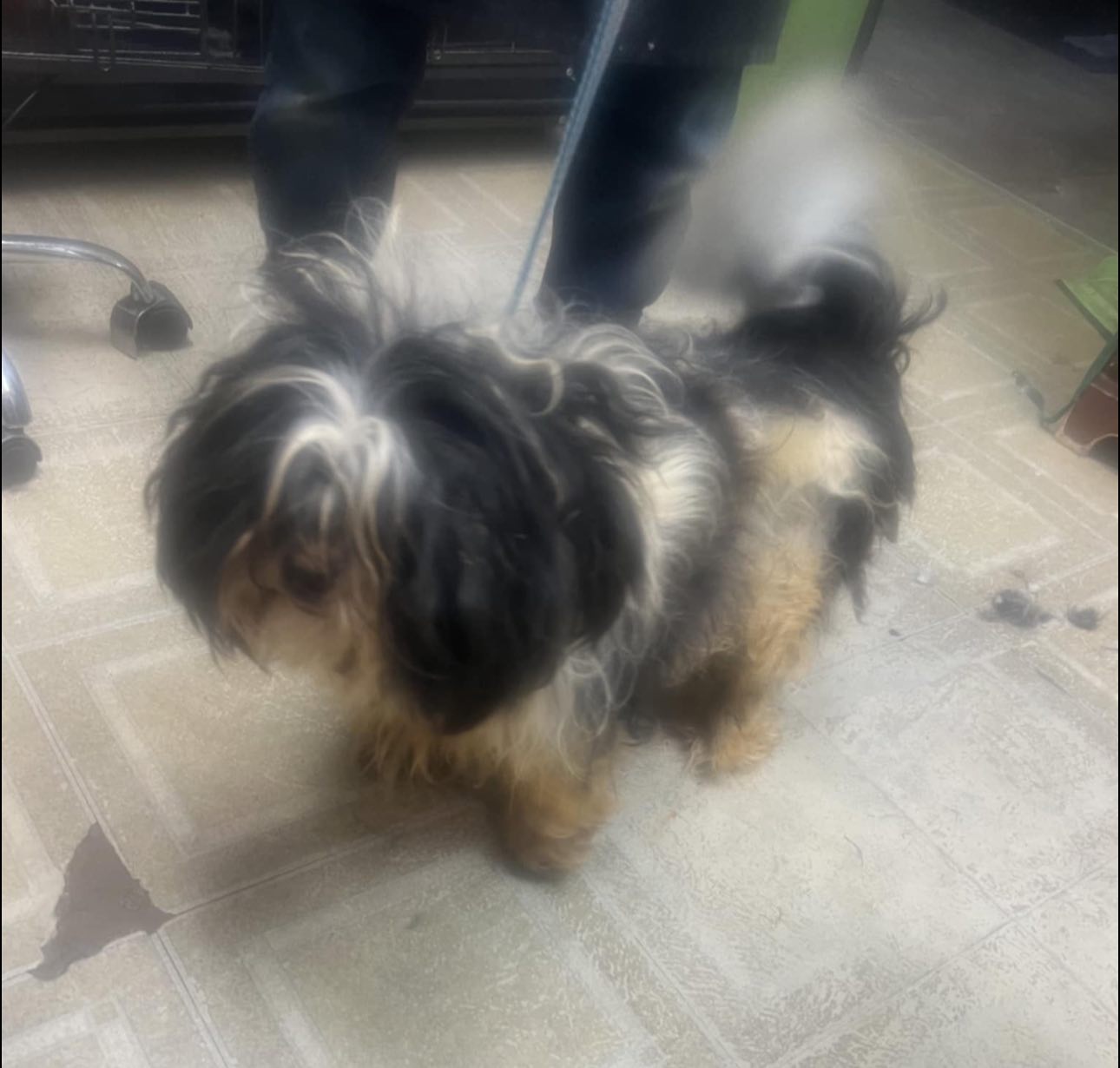 Blind dog found wandering in traffic ‘didn’t stand a chance’ until rescuers helped him to safety