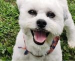 City agrees to pay dog’s owner $500K after police officer fatally shot blind, deaf Shih Tzu