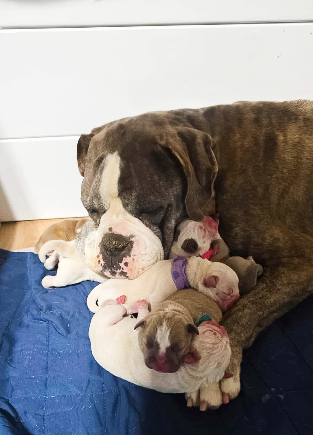 Mom and her newborn puppies received emergency care during bittersweet journey Mom and her newborn puppies received emergency care during bittersweet journey