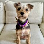 From being found in dumpster with serious injuries dog’s ‘firsts’ amaze everyone as she learns about love