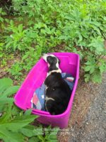 Dog abandoned in bright pink tote on side of road holding her head up high begging to be helped Dog abandoned in bright pink tote on side of road holding her head up high begging to be helped