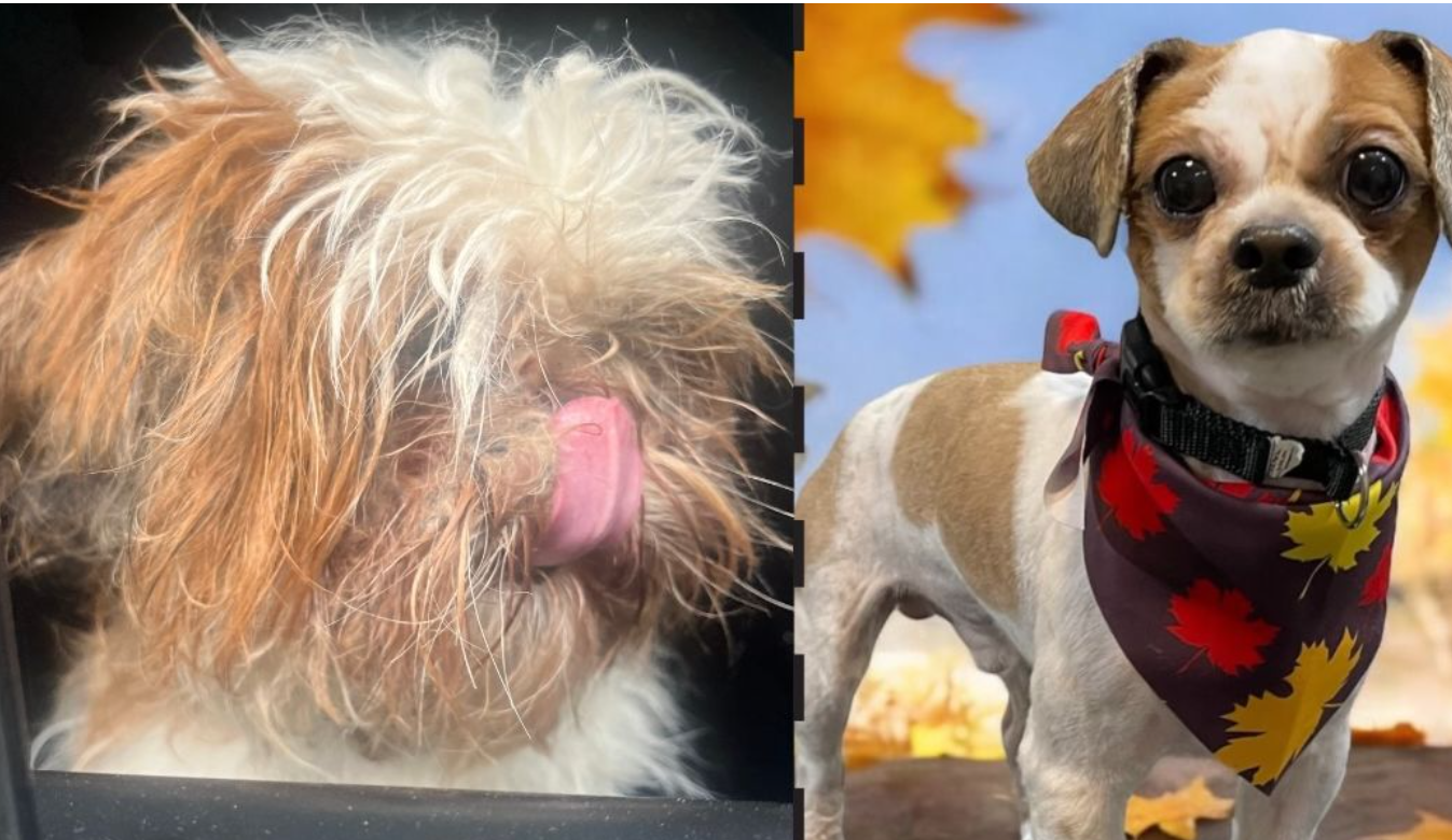 Police officer adopts scruffy abandoned dog wandering Temple University campus Police officer adopts scruffy abandoned dog wandering Temple University campus